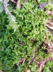Leptodontium flexifolium