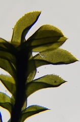 Leptodontium flexifolium