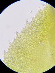 Leptodontium flexifolium