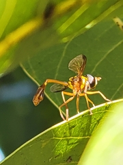 Salpingogaster punctifrons