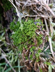 Leptodontium flexifolium