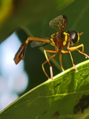 Salpingogaster punctifrons