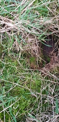 Leptodontium flexifolium