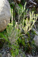 Linanthus californicus