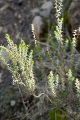 Linanthus californicus