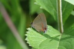 Calycopis origo