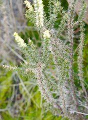 Linanthus californicus