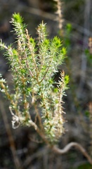 Linanthus californicus