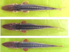 Dwarf Sturgeon photo 3