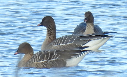 Ánsar piquicorto (Anser brachyrhynchus)