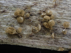 Trichia crateriformis