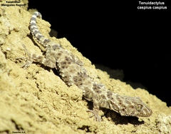 Tenuidactylus caspius