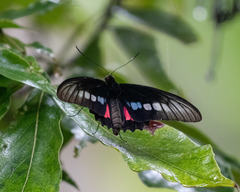 Parides zacynthus