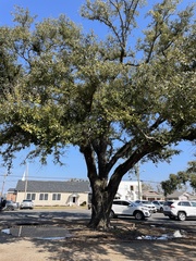 Quercus
