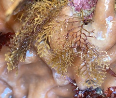 Abietinaria