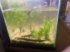 Mastacembelus armatus