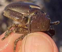 Petrolisthes manimaculis