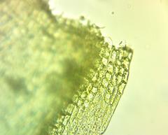 Brachythecium acuminatum