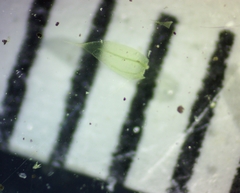 Brachythecium acuminatum