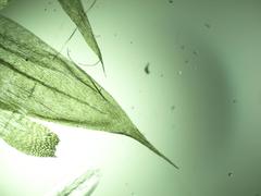 Brachythecium acuminatum