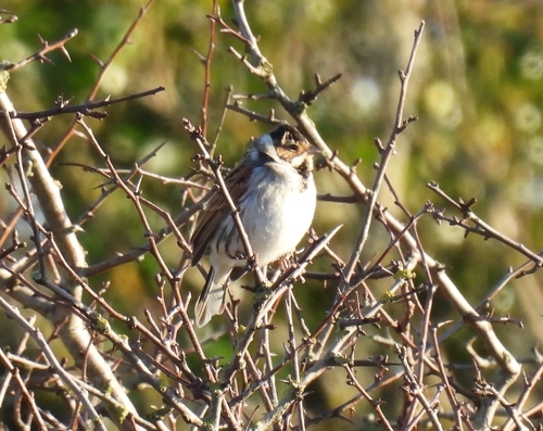 Escribano palustre (Emberiza schoeniclus)