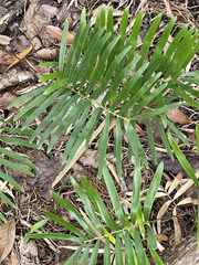 Zamia integrifolia