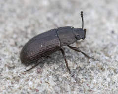 Blapstinus metallicus