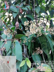 Hydrangea viburnoides