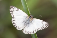 Heliopetes omrina