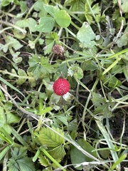 Potentilla indica