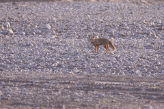 Vulpes vulpes arabica
