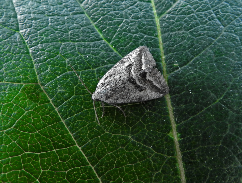 Phyllophila obliterata