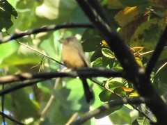 Contopus latirostris