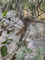 Diospyros sphaerantha
