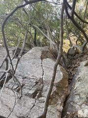 Diospyros sphaerantha