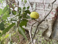 Diospyros sphaerantha