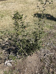 Quercus virginiana