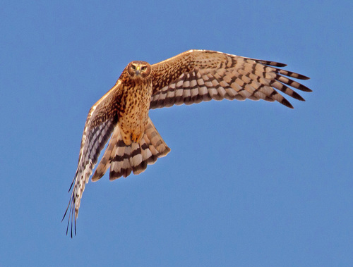 Northern Harrier, photo 8 of 8
