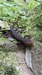 Taricha granulosa