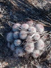 Parodia scopa