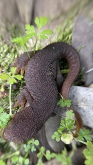 Taricha granulosa