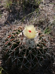 Parodia erinaceus