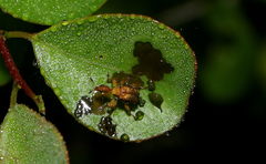 Apoderus blandus