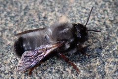 Megachile canescens