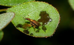 Apoderus blandus