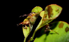 Apoderus blandus