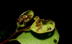 Apoderus blandus