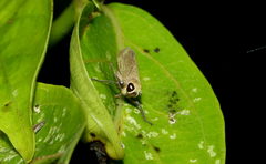 Calodia kirkaldyi