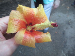 Hibiscus elatus