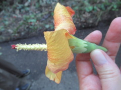 Hibiscus elatus